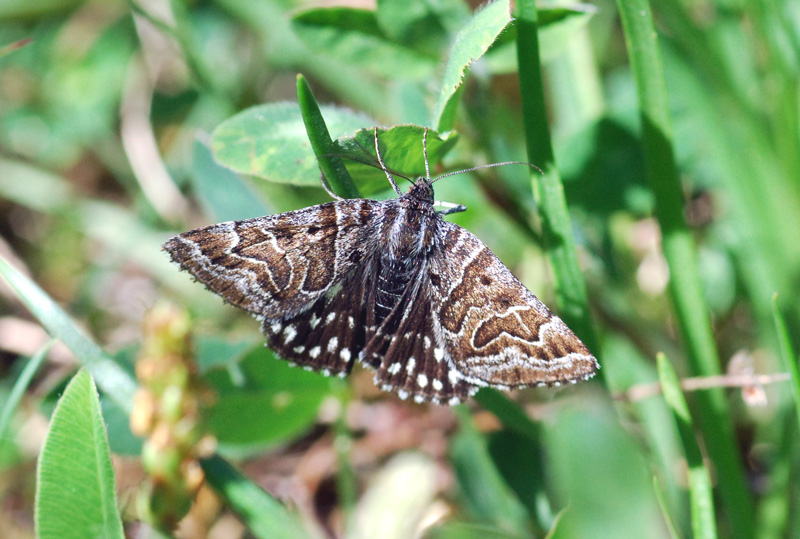 falena diurna da id 1